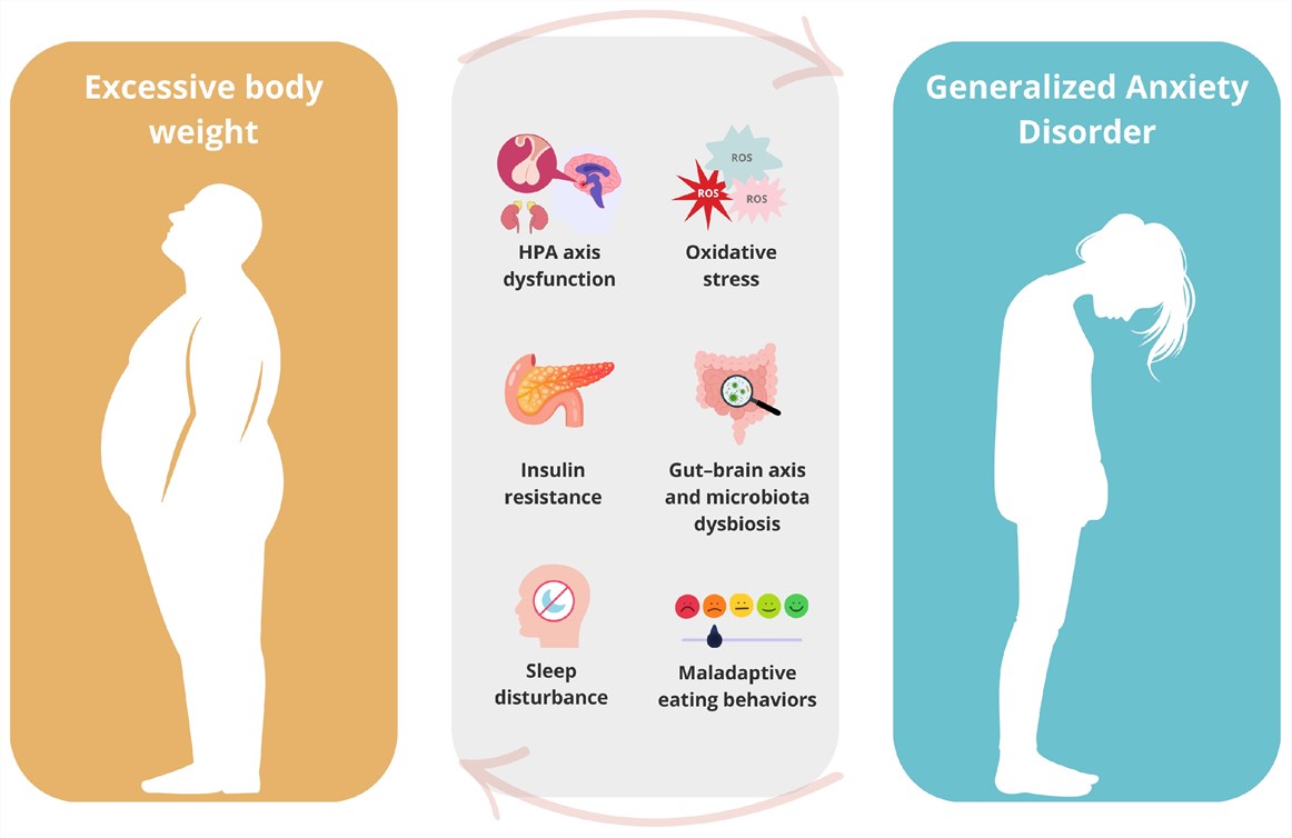 Figure 1 Diagram illustrating the bidirectional vicious cycle between excessive body weight (obesity) and generalized anxiety disorder (GAD). On the left, a silhouette represents excess body weight; on the right, a silhouette represents GAD. The middle section lists shared contributing mechanisms: HPA axis dysfunction, oxidative stress, insulin resistance, gut-brain axis and microbiota dysbiosis, sleep disturbance, and maladaptive eating behaviors—showing how these factors connect and reinforce both conditions. (Dymek, et al., 2025)