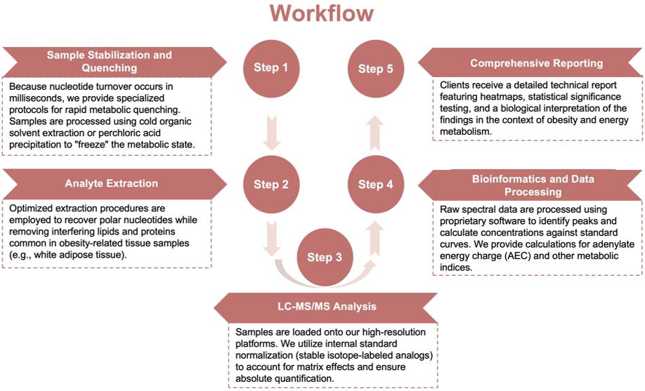 Process of our nucleotide quantification service. (Protheragen)