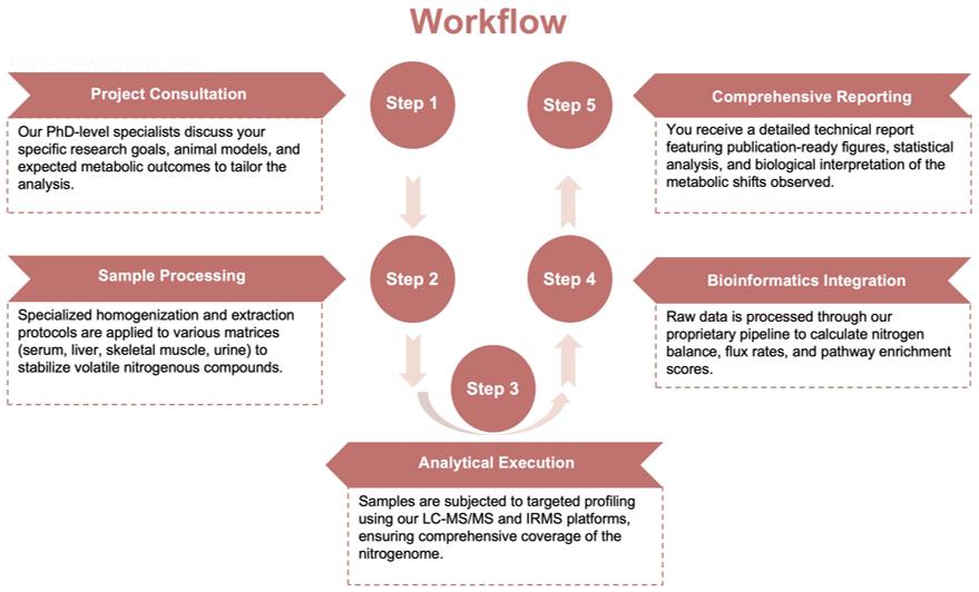 Process of our nitrogen metabolism analysis service. (Protheragen)