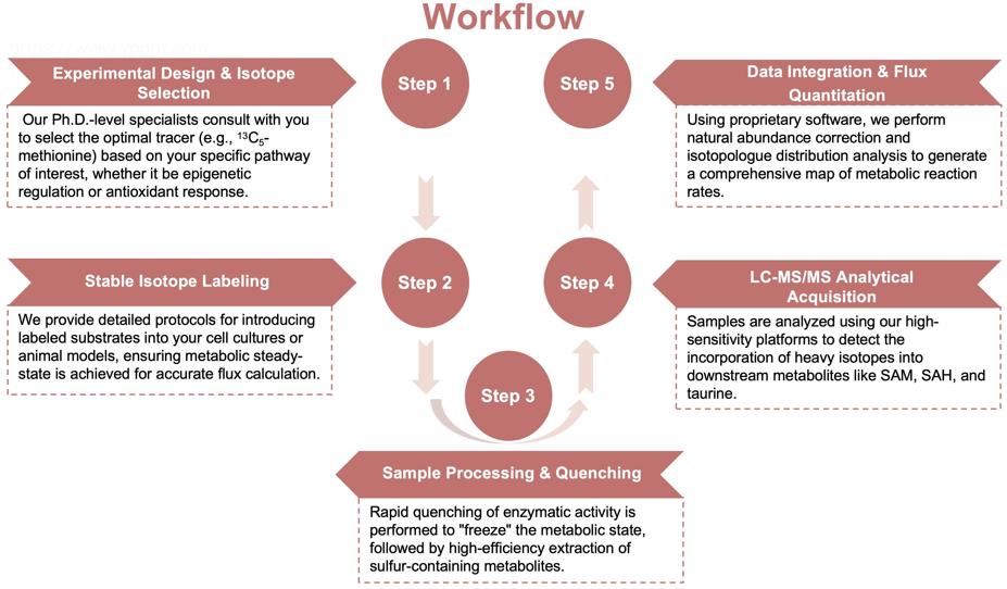 Process of our methionine metabolic flux analysis service. (Protheragen)