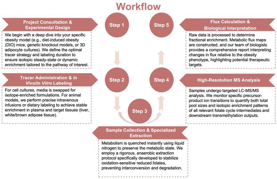 Process of our tetrahydrofolate cycle metabolic flux analysis service. (Protheragen)