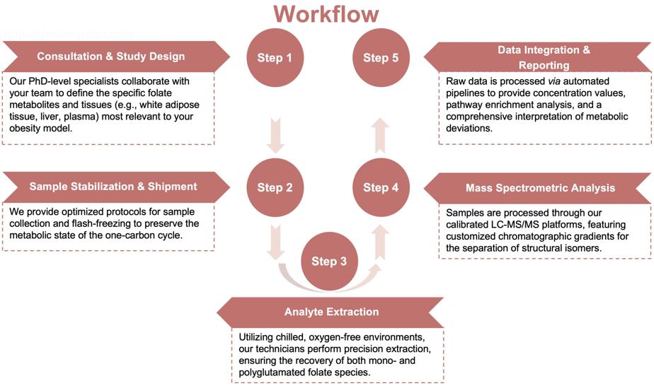 Process of our folate metabolism profiling service. (Protheragen)