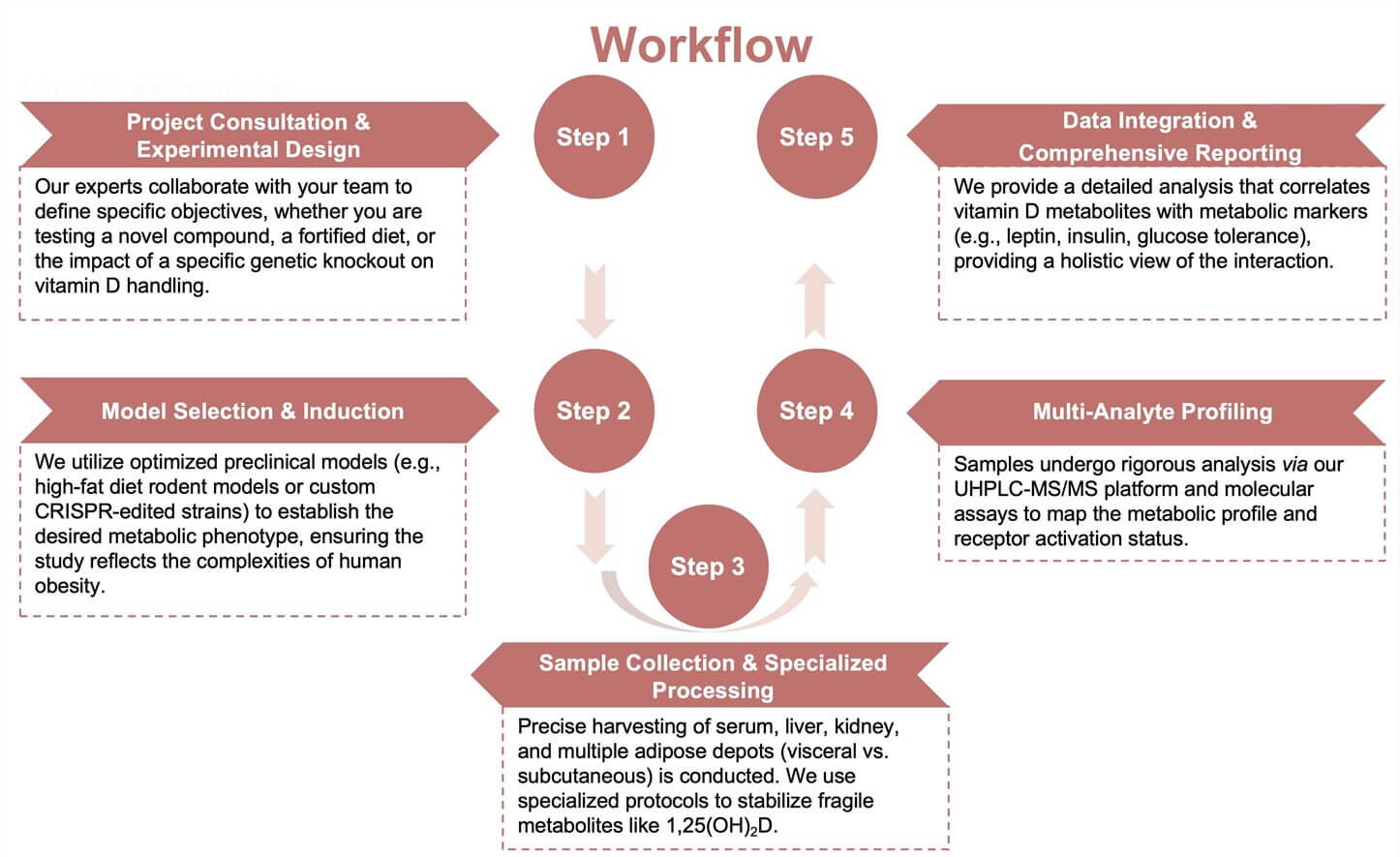 Process of our vitamin D metabolism profiling service. (Protheragen)