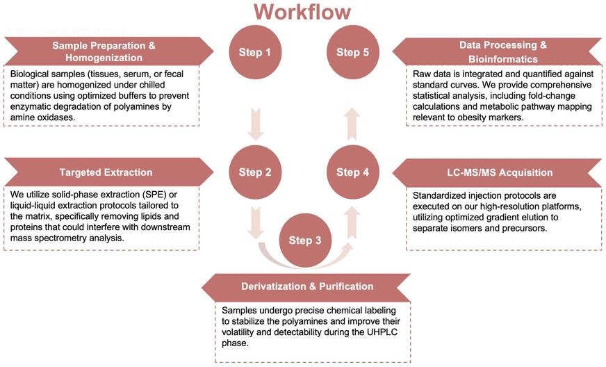 Process of our polyamine analysis service. (Protheragen)