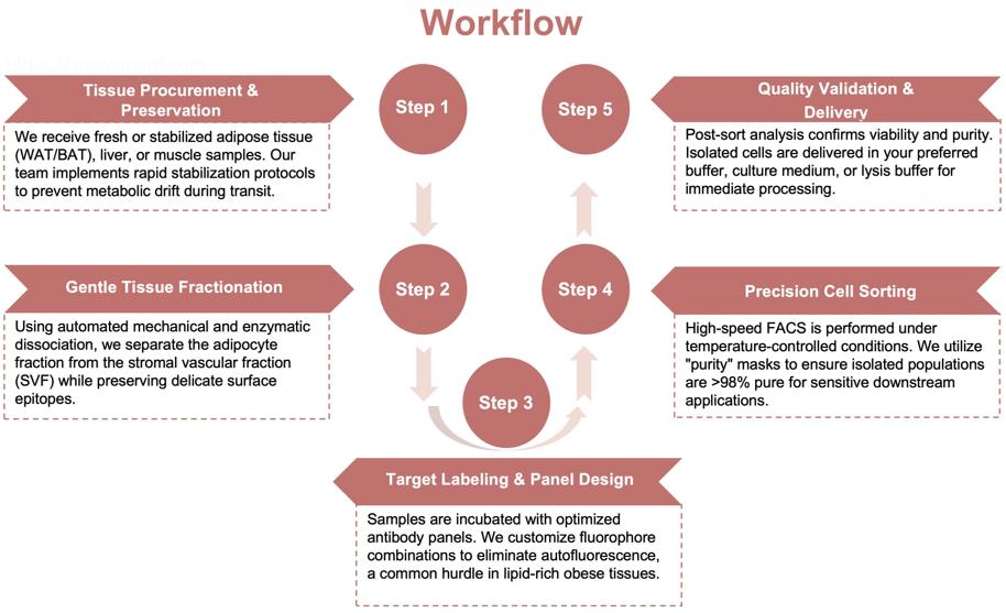 Process of our tissue microenvironment cell sorting service. (Protheragen)