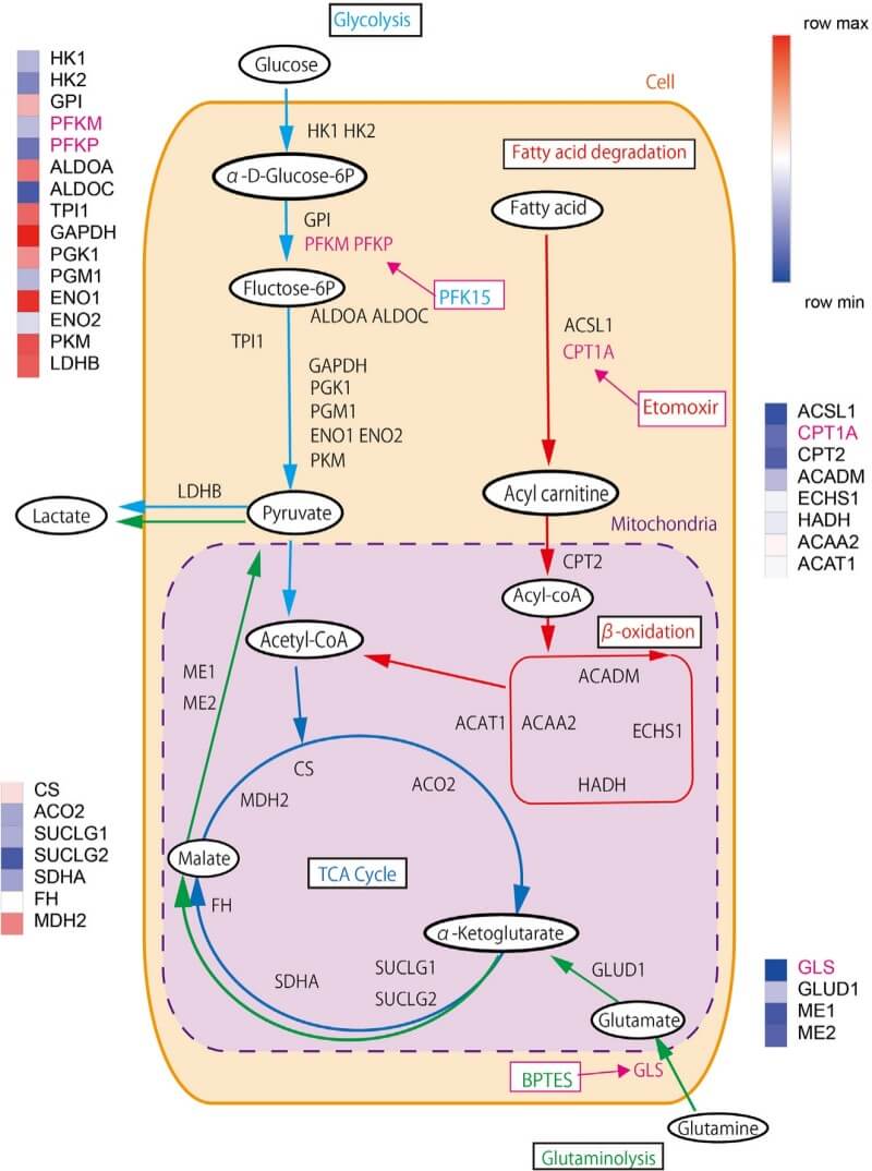 Fig.1 Metabolic pathway map (glycolysis, fatty acid degradation, TCA cycle, glutaminolysis) within a cell (including mitochondria compartment), showing molecule flow (glucose → lactate; glutamine → glutamate; fatty acid → acyl-carnitine). Key inhibitors (PFK15 for glycolysis, Etomoxir for CPT1A, BPTES for GLS) are labeled at their target enzymes. Color-coded heatmaps (row max/min) indicate enzyme abundance (e.g., HK1, PFKP, ACSL1, GLS) in SH-Sy5Y cells, linking pathways to targeted inhibition—supporting cancer/regenerative medicine metabolic research and drug screening. (Kenji, et al., 2025)
