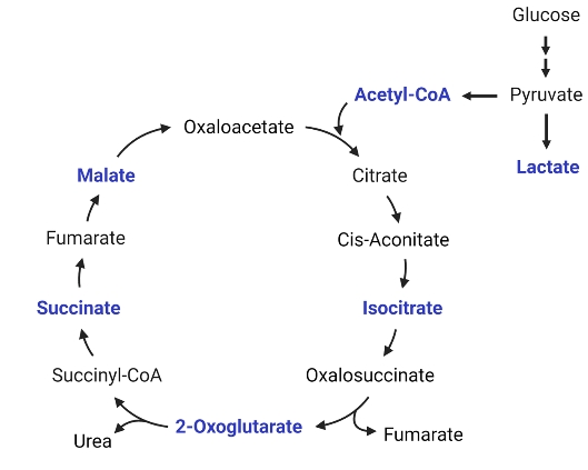 Fig.1 Diagram of the citric acid (Krebs) cycle + glucose metabolism: Glucose breaks down to pyruvate (forms acetyl-CoA or lactate); acetyl-CoA enters the cycle (oxaloacetate → citrate → cis-aconitate → isocitrate → oxalosuccinate → 2-oxoglutarate → succinyl-CoA → succinate → fumarate → malate → oxaloacetate), plus 2-oxoglutarate-fumarate and succinyl-CoA-urea links. (Sohn, et al., 2025)
