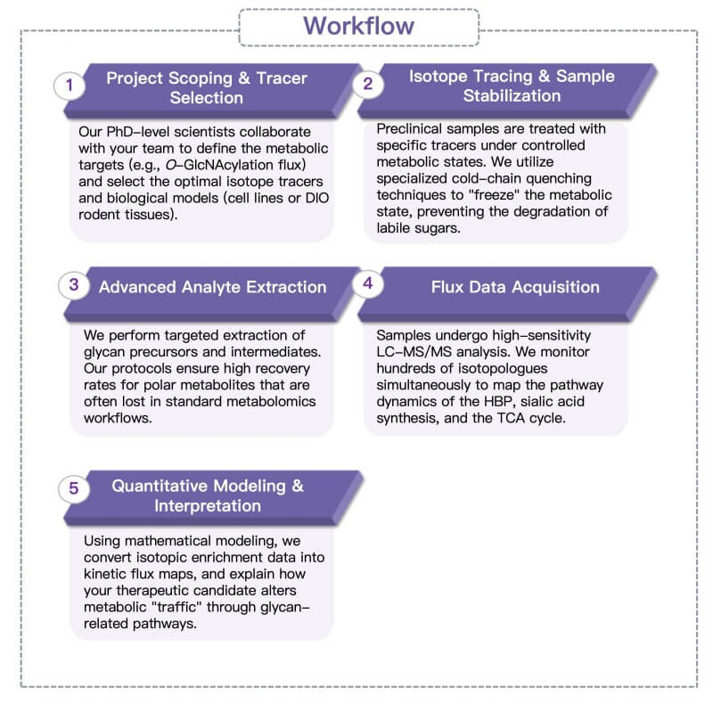 Process of our precision glycan precursor flux & functional metabolism analysis. (Protheragen)