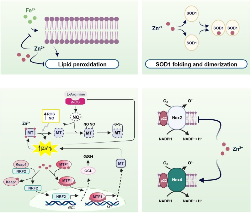 Fig.1 Four-panel diagram illustrating zinc's pro-antioxidant mechanisms in cells: (1) Zinc (Zn²⁺) blocks Fe³⁺-driven lipid peroxidation in cell membranes; (2) Zn²⁺ supports SOD1 folding and dimerization (antioxidant enzyme activation); (3) Zn²⁺ regulates metallothionein (MT) to reduce ROS, activate Nrf2/Mtf1 pathways, and boost GSH antioxidant production; (4) Zn²⁺ inhibits NADPH oxidase activity, lowering superoxide (O2-) and oxidative stress. (Franco & Canzoniero, 2025)