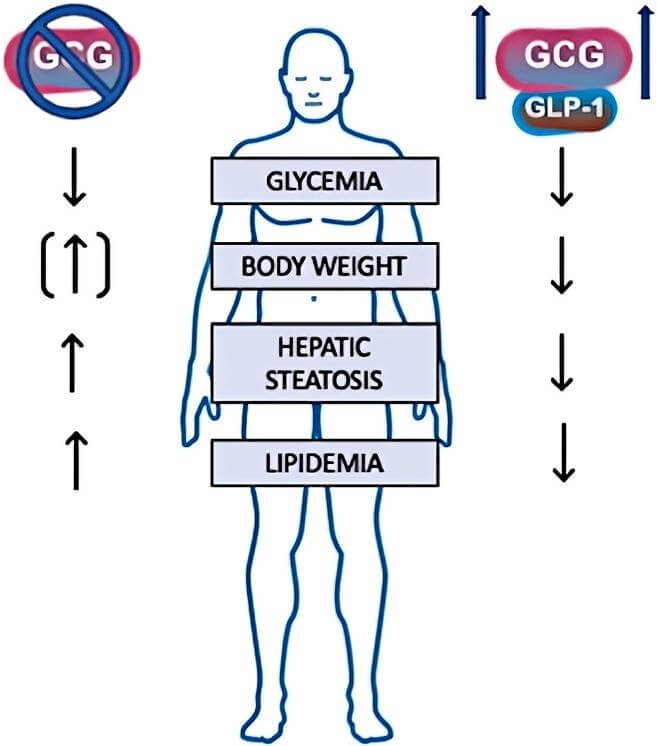 Fig.1 (Glucagon receptor manipulation in obesity/T2D): Diagram comparing two interventions on 4 metrics (glycemia, weight, hepatic steatosis, lipidemia): GCG blockade lowers glycemia but raises others; GCG+GLP-1 co-agonism reduces all four. (McGlone & Tan, 2024)