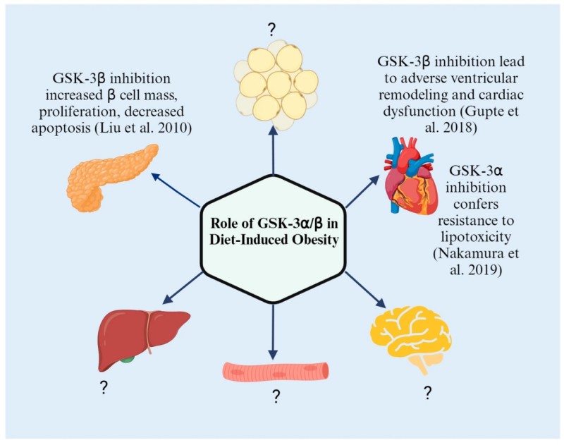 Fig.1 (Role of GSK-3α/β in diet-induced obesity): Diagram with a central hexagon linked to 6 elements (pancreas, heart, liver, brain, gut, cell cluster). Known effects: Pancreas (GSK-3β inhibition boosts β-cell mass/proliferation; Liu et al. 2010); Heart (GSK-3β inhibition harms cardiac function (Gupta et al. 2018); GSK-3α inhibition resists lipotoxicity (Nakamura et al. 2019)). ? marks unknown roles (liver, brain, gut, cell cluster). (Lemon, et al., 2024)