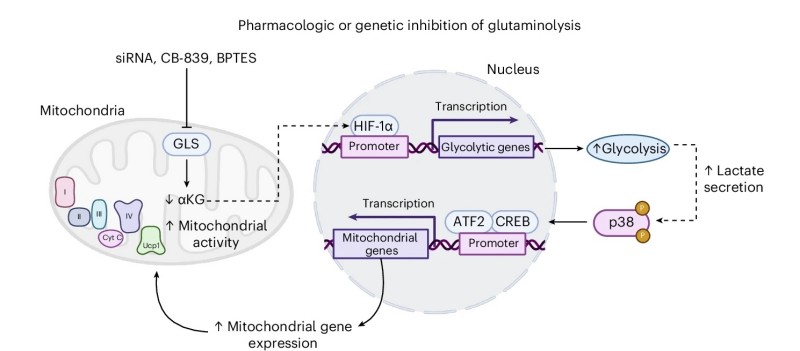 Fig.1 Mechanistic pathway diagram showing how pharmacologic (CB-839, BPTES) or genetic (siRNA) inhibition of glutaminase (GLS) in adipocytes drives metabolic reprogramming: GLS inhibition reduces α-ketoglutarate (αKG), stabilizing HIF-1α to activate glycolytic gene transcription (increasing glycolysis and lactate secretion). Lactate then activates p38 MAPK, which signals ATF2/CREB to induce mitochondrial gene expression. This elevates mitochondrial activity (depicted with UCP1, ETC complexes, CytC in mitochondria) and promotes adipocyte thermogenesis. (Lecoutre, et al., 2024)