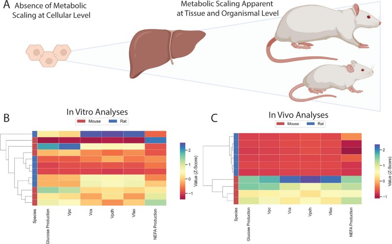 Fig.1 illustrating metabolic scaling dependence on biological context: (A) Top panel contrasts 'Absence of Metabolic Scaling at Cellular Level' (isolated cells) vs. 'Metabolic Scaling Apparent at Tissue and Organismal Level' (liver, mouse/rat). (B) In Vitro Analyses heatmap (isolated cells): Mice (red) and rats (blue) show mixed clustering (no scaling) across metrics (glucose production, Vpc, Vcs, Vpdh, Vfao, NEFA production) (z-score color scale). (C) In Vivo Analyses heatmap: Mice (red) and rats (blue) cluster distinctly (clear scaling), with mice having higher metabolic flux z-scores. This shows metabolic scaling (body size vs. metabolism) only occurs at tissue/organism levels (not isolated cells), driven by cell-extrinsic signals. (Akingbesote, et al., 2023)
