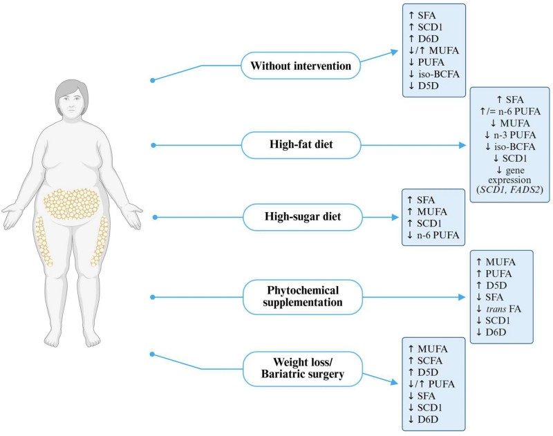 Fig.1 Illustration of an individual with obesity (showing visceral/subcutaneous fat deposits) paired with 5 scenarios (no intervention, high-fat diet, high-sugar diet, phytochemical supplementation, weight loss/bariatric surgery), each linked to upward/downward arrows indicating changes in fatty acid profiles (SFA, MUFA, n-3/n-6 PUFA, etc.) and desaturase activity (SCD1, D6D, D5D) in obesity. (Banaszak, et al., 2025)