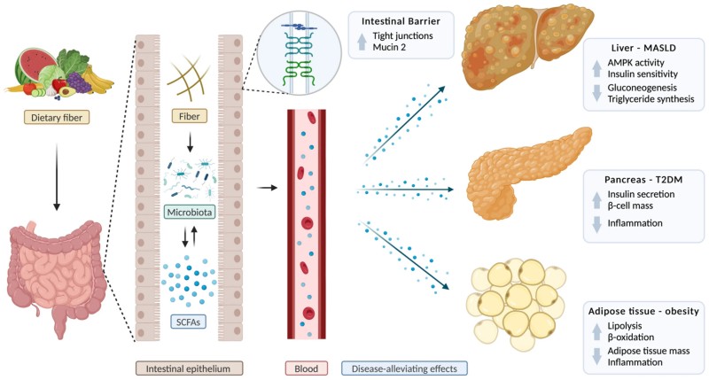 Fig.1 Diagram showing how dietary fiber feeds gut microbiota to produce SCFAs (short-chain fatty acids), which enter the blood and deliver disease-alleviating effects: strengthening intestinal barrier tight junctions/mucin 2; improving liver (MASLD) health via boosted AMPK activity/insulin sensitivity; enhancing pancreas (T2DM) function with increased insulin secretion/β-cell mass; and reducing obesity in adipose tissue by boosting lipolysis/β-oxidation while lowering tissue mass/inflammation. (Münte & Hartmann, 2025)