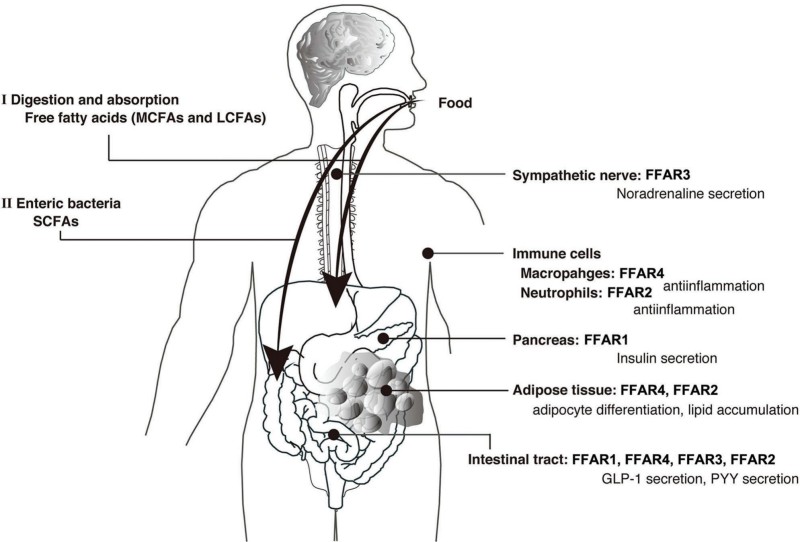 Fig.1 Diagram showing how free fatty acids (FFAs) regulate metabolic and immune functions via FFARs: (I) Dietary MCFAs/LCFAs activate FFAR1 (pancreas: insulin secretion), FFAR4 (adipose: adipocyte differentiation; gut: GLP-1/PYY release), and FFAR4 (macrophages: anti-inflammation); (II) Gut bacteria-derived SCFAs trigger FFAR2 (adipose: lipid control; neutrophils: anti-inflammation; gut: GLP-1) and FFAR3 (sympathetic nerves: noradrenaline secretion for energy homeostasis). Key tissues (brain, pancreas, gut, adipose) and FFAR subtype roles in type 2 diabetes/obesity are mapped. (Ichimura, et al., 2014)