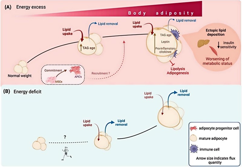 Fig.1 How energy balance shapes adipose tissue lipid/cellular turnover and metabolic health. Side-by-side diagram comparing (A) energy excess (normal weight → body adiposity) and (B) energy deficit (weight loss via exercise). In (A): Increased lipid uptake, slowed lipid removal, higher TAG (triglyceride) age, recruitment of adipocyte progenitor cells (APCs) from mesenchymal stem cells (MSCs), and pro-inflammatory cytokines/ectopic lipid deposition (worsening metabolic status). In (B): reduced lipid uptake, enhanced lipid removal, and smaller adipocyte size. Arrow size indicates flux quantity; icons show adipocytes, immune cells, and exercise (running figure). (Palacios-Marin, et al., 2023)