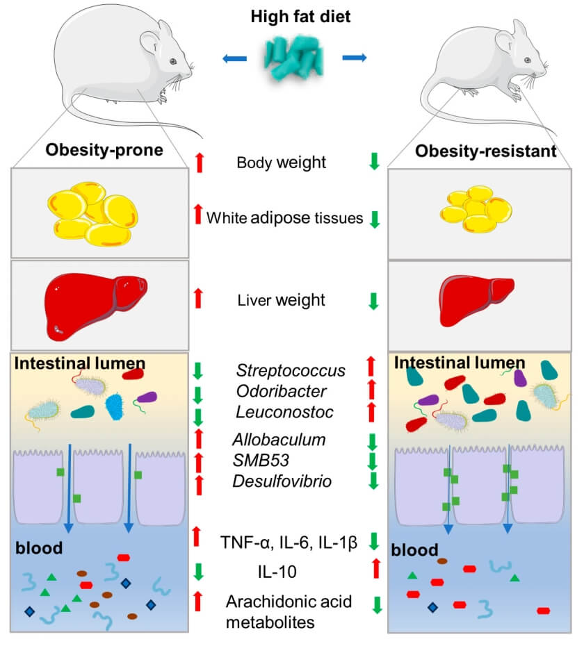 Fig.1 Schematic diagram comparing obesity-prone vs. obesity-resistant mice on a high-fat diet: shows higher body/liver weight, more white adipose tissue, pro-inflammatory gut bacteria (Allobaculum, Desulfovibrio), elevated pro-inflammatory cytokines (TNF-α, IL-6), and increased AA metabolites in obesity-prone mice; obesity-resistant mice have beneficial gut bacteria (Streptococcus, Odoribacter), higher anti-inflammatory IL-10, and reduced AA metabolites. (Zhang, et al., 2024)