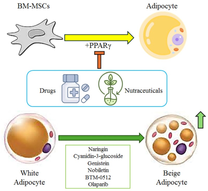 Fig.1 Flavonoid-Nutraceutical + Anti-Obesity Drug Combinations block PPAR-γ to inhibit BM-MSC differentiation into fat cells (adipocytes) and induce white-to-beige adipocyte conversion (via compounds like naringin, cyanidin-3-glucoside). This dual action curbs fat accumulation and boosts energy expenditure—key mechanisms for synergistic obesity therapy. (Scarpa, et al., 2025)