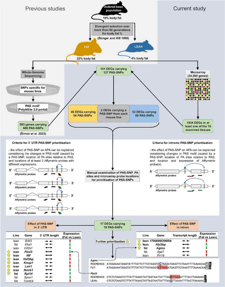 Fig.1 The complete flow of the study, including whole genome sequencing, gene expression analysis, etc.