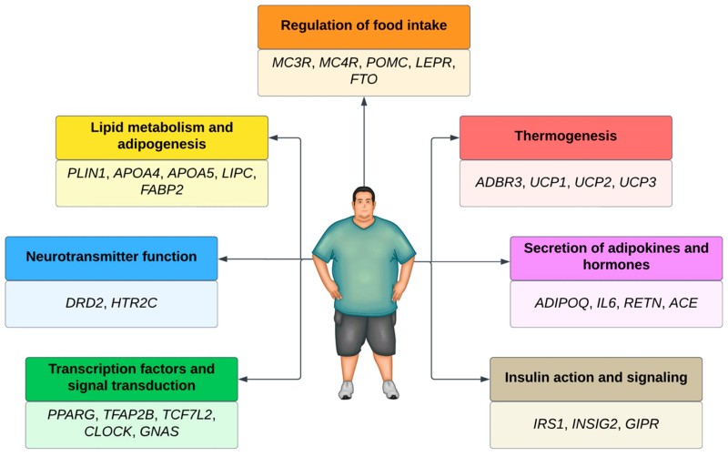 Fig.1 Infographic showing key biological pathways and associated genes linked to obesity, centered on a figure representing an individual. Pathways include: 1) Regulation of food intake (genes: MC3R, MC4R, POMC, LEPR, FTO); 2) Lipid metabolism and adipogenesis (PLIN1, APOA4, APOA5, LIPC, FABP2); 3) Thermogenesis (ADBR3, UCP1, UCP2, UCP3); 4) Secretion of adipokines and hormones (ADIPOQ, IL6, RETN, ACE); 5) Insulin action and signaling (IRS1, INSIG2, GIPR); 6) Neurotransmitter function (DRD2, HTR2C); 7) Transcription factors and signal transduction (PPARG, TFAP2B, TCF7L2, CLOCK, GNAS). (Duarte, et al., 2024)