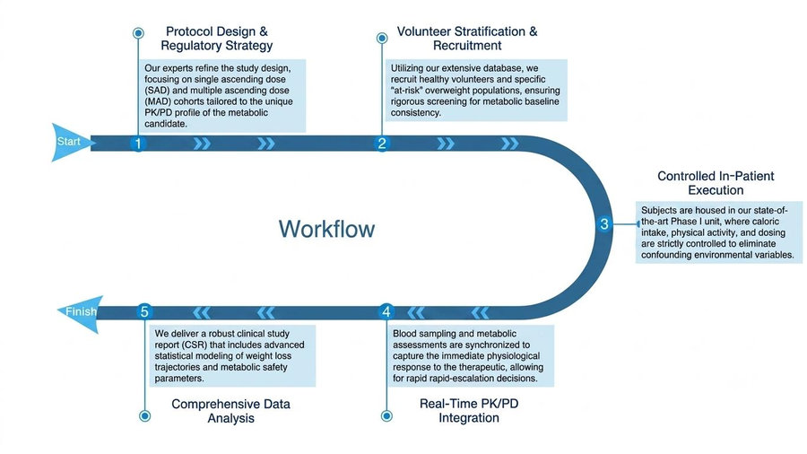 Process of our Phase I clinical trial & innovative obesity drug assessment service. (Protheragen)