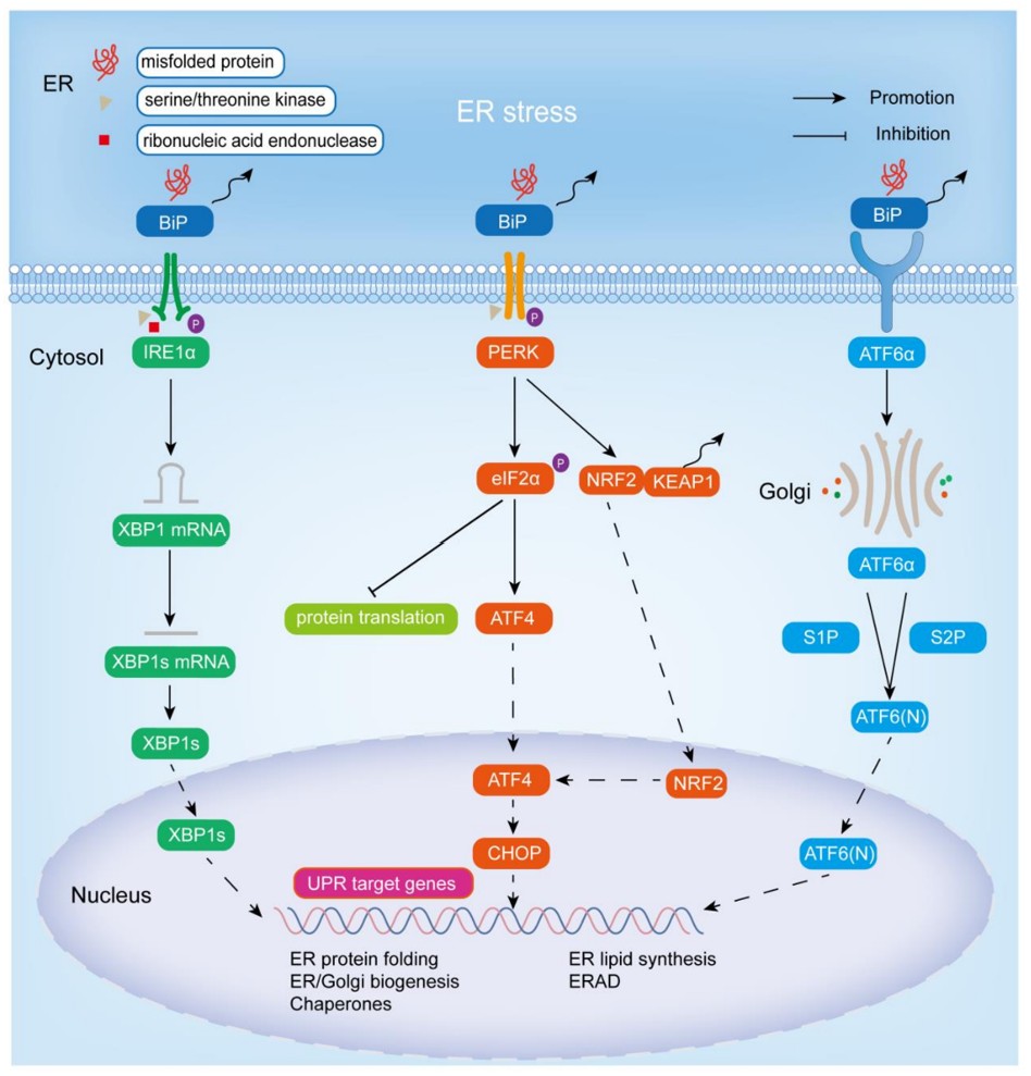 Fig.1 ER stress/UPR pathway. (Huang, et al., 2023)