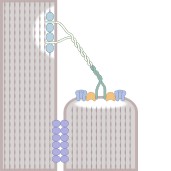 (Source: Bioicons, free)