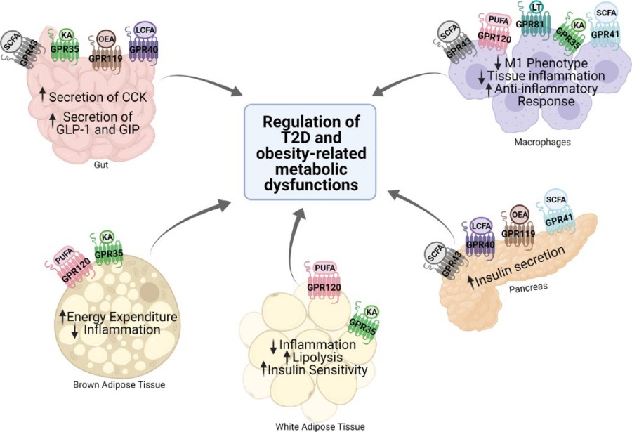 Fig.1 Expression and function of various GPCRs in metabolic tissues.