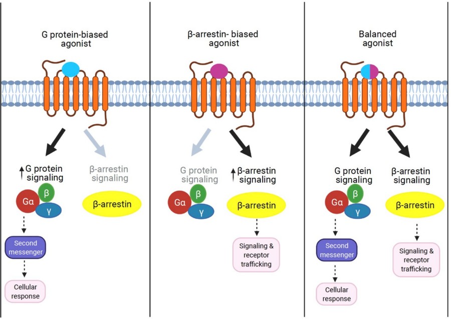 Fig.2 The concept of GPCR signaling: biased signaling.