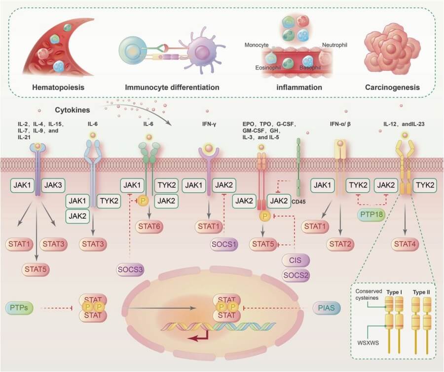 Fig.1 Canonical activation and negative regulation of JAK-STAT signaling pathways.
