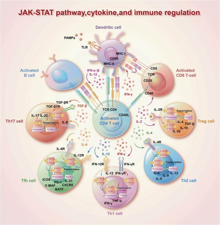 Fig.2 Interaction and immunomodulation between cytokines and the JAK-STAT pathway.