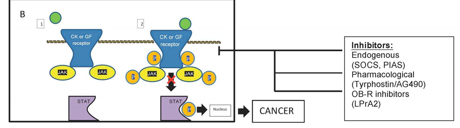 Fig.3 JAK-STAT signalling pathway.