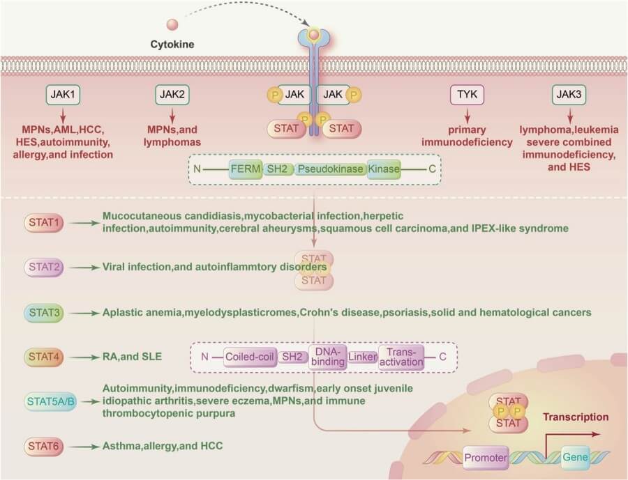 Fig.4 Mutations of the JAK-STAT pathway in human disease.