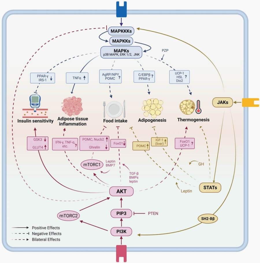 Fig.1 MAPK, PI3K, and JAK/STAT signaling pathways in obesity pathogenesis.