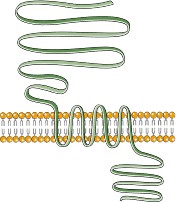 (Source: Bioicons, free)