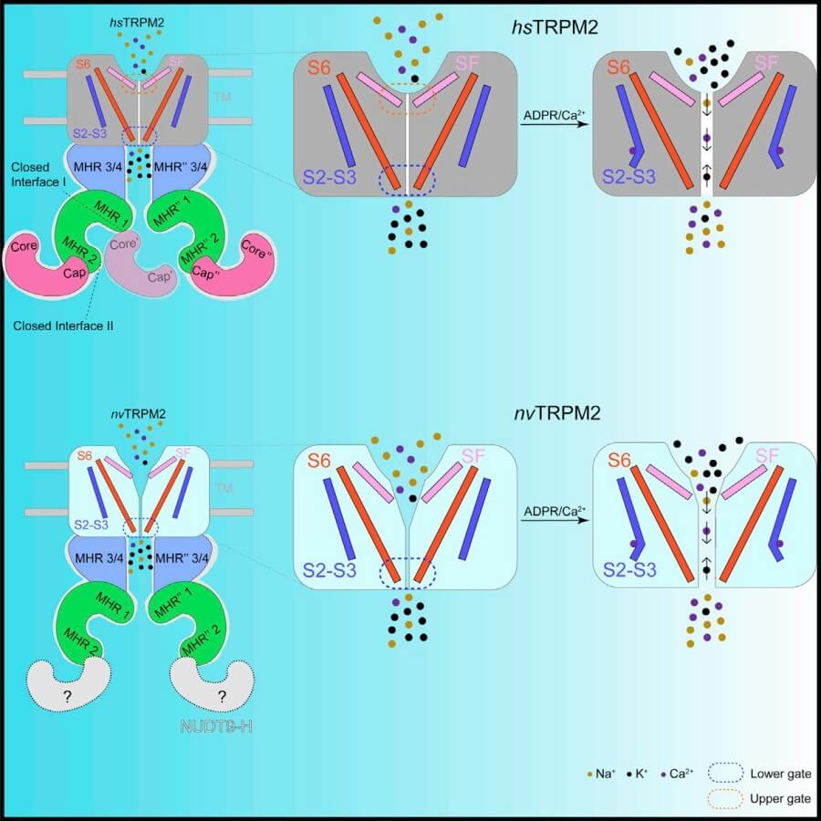 Fig. 1 Schematic illustration of the human TRPM2 channel.