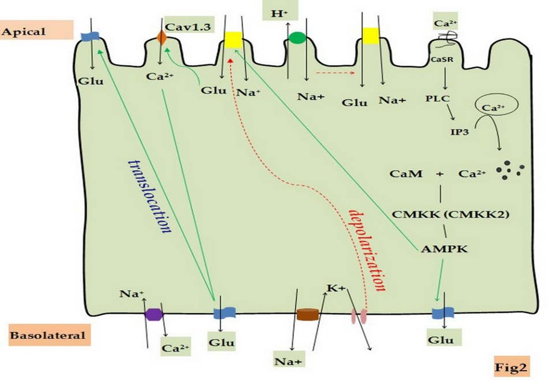 Fig. 2 Schematic illustration of regulatory mechanisms of small intestinal glucose uptake by cation channels and transporters.