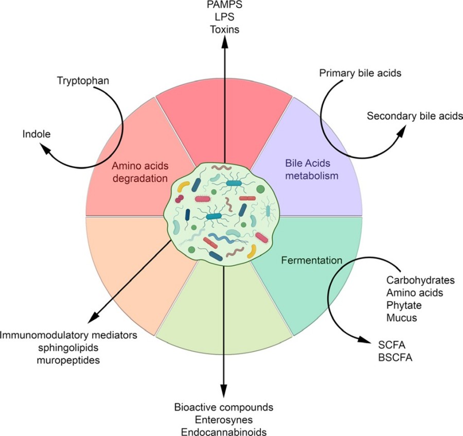 Fig.1 Molecules and metabolites produced by the gut microbiota according to the nutrients or metabolic source and their derived compounds.