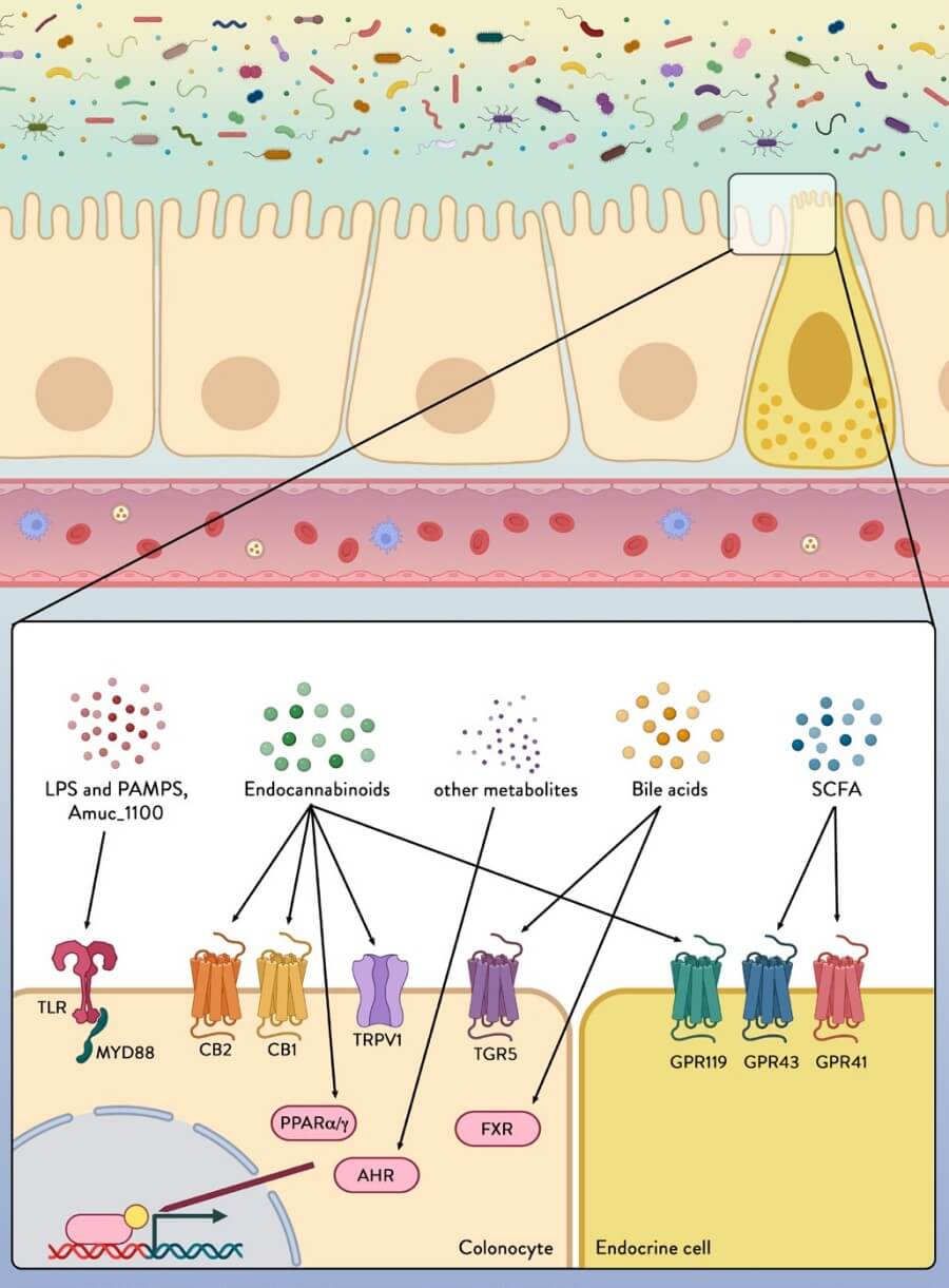 Fig.2 Colonocytes and endocrine cells express a variety of receptors able to sense and transmit signals from the microbial environment.