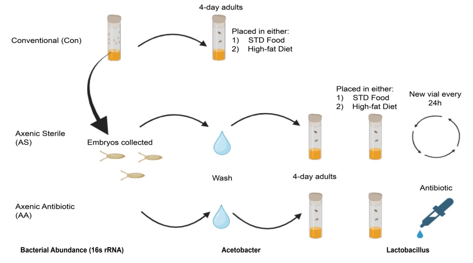 Fig.3 Overall schematic of generating conventional, axenic, and axenic sterile flies.