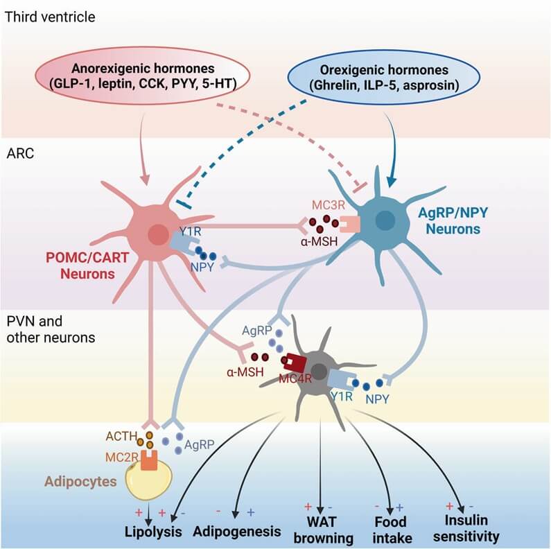 Fig.1 Melanocortin pathway in obesity pathogenesis.