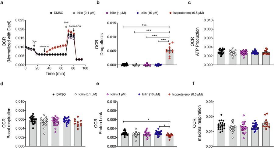 Fig.2 Bioenergetic effects of icilin in murine brown adipocytes.