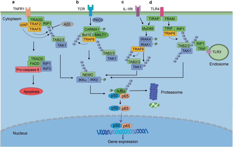 Fig.1 Canonical NF-κB signal pathway.