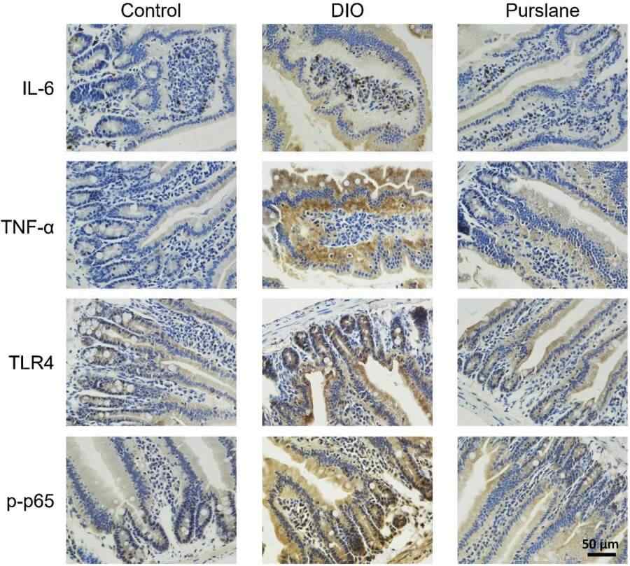 Fig.2 Oral administration of purslane extract ameliorates inflammation by inhibiting IL-6, TNF-α, TLR4, and phosphorylated NF-κB p65 expression levels in the small intestines of DIO mice.