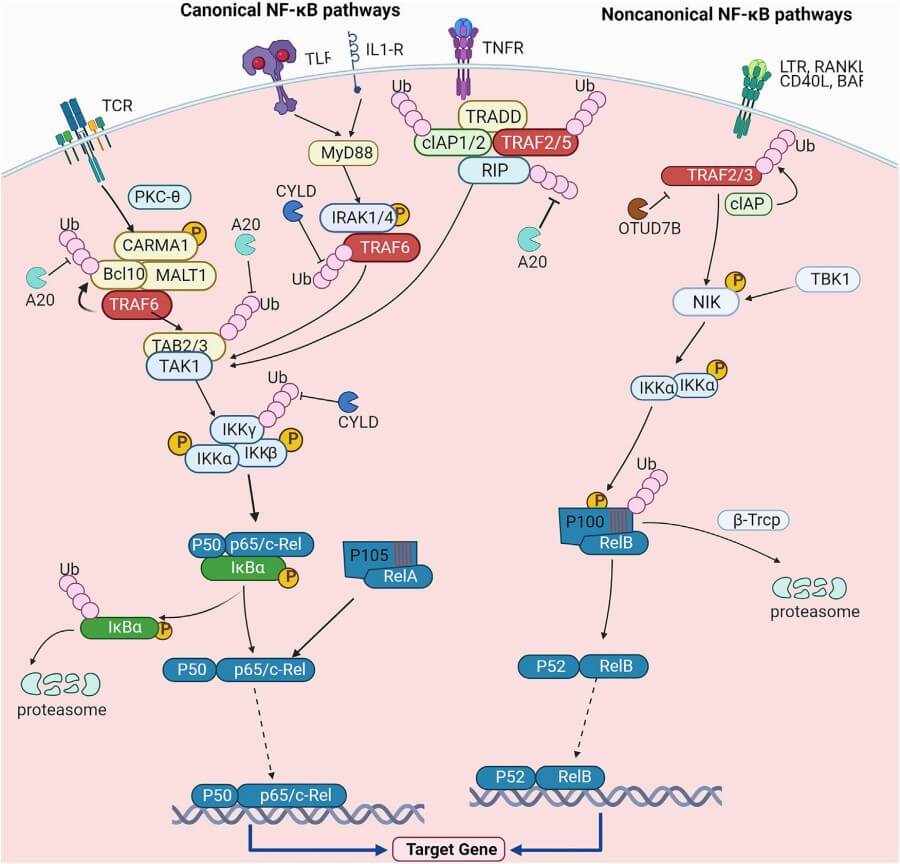 Fig.3 NF-κB pathways.