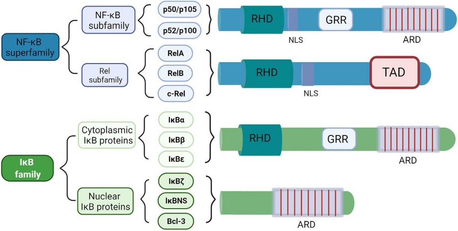 Fig.4 Schematic structures of the nuclear factor of κ-light chain of enhancer-activated B cells (NF-κB) superfamily and the inhibitor of NF-κB (IκB) family.