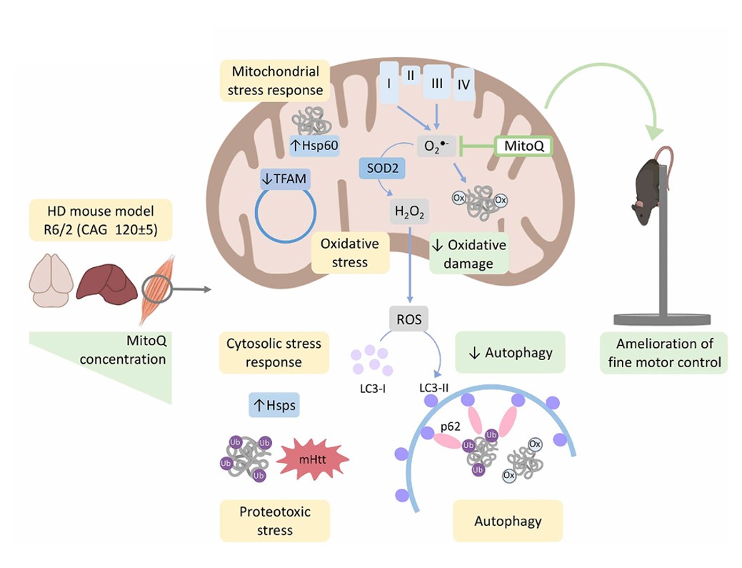 Fig.1 Mechanistic pathways for MitoQ effects in the R6/2 mouse muscle.