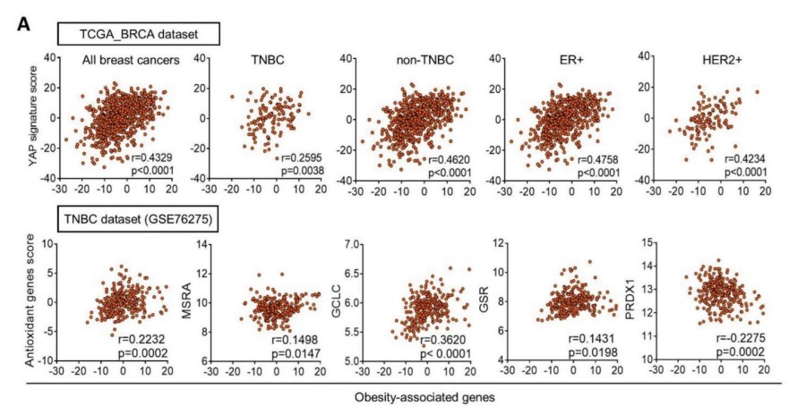 Fig.2 Association of YAP and antioxidant genes in breast cancer patients.