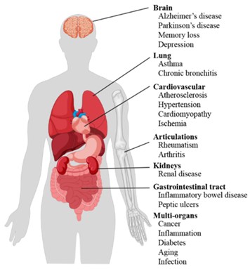 Fig.3 Scheme of oxidative stress-induced diseases in humans.